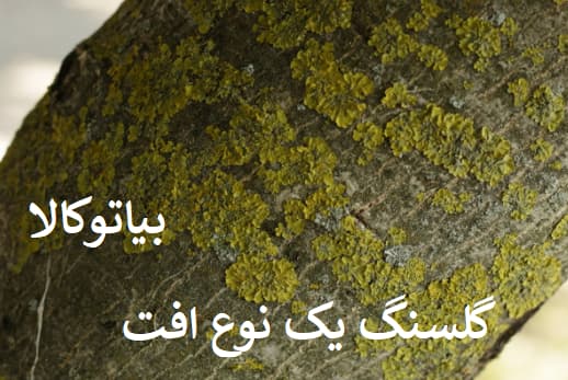 افات رایج (گلسنگ)
